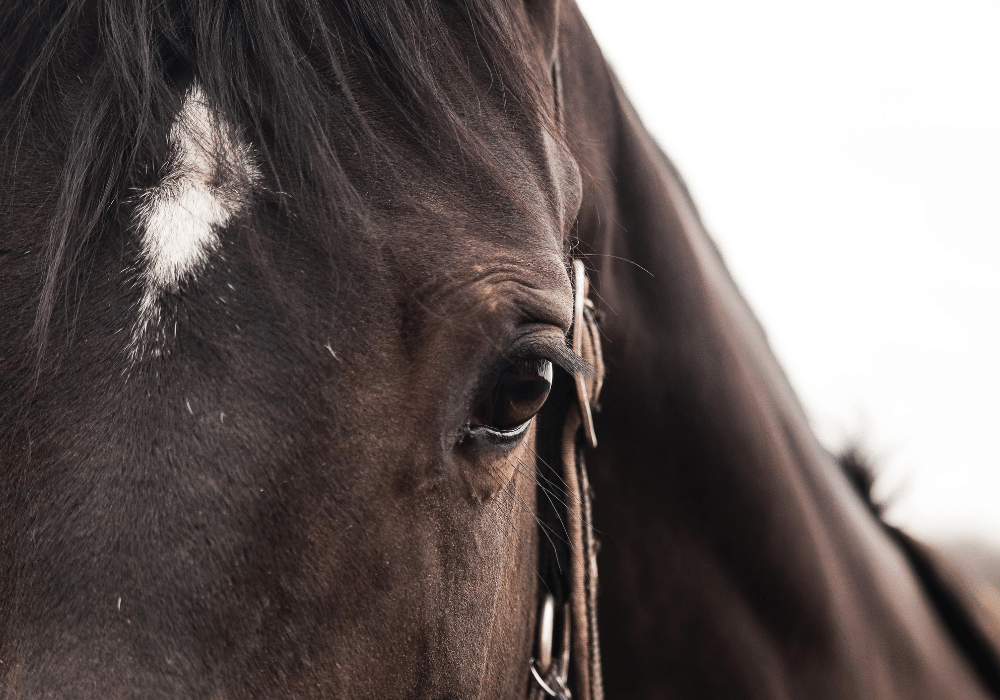 equine asthma